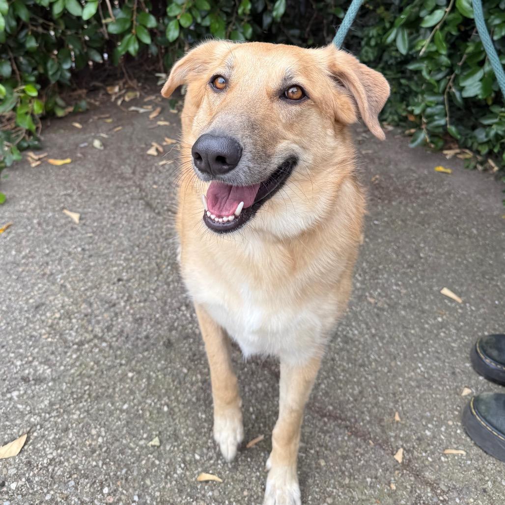 Enlarge Betty, a Adoptable mixed breed in Santa Barbara, CA image 5/6