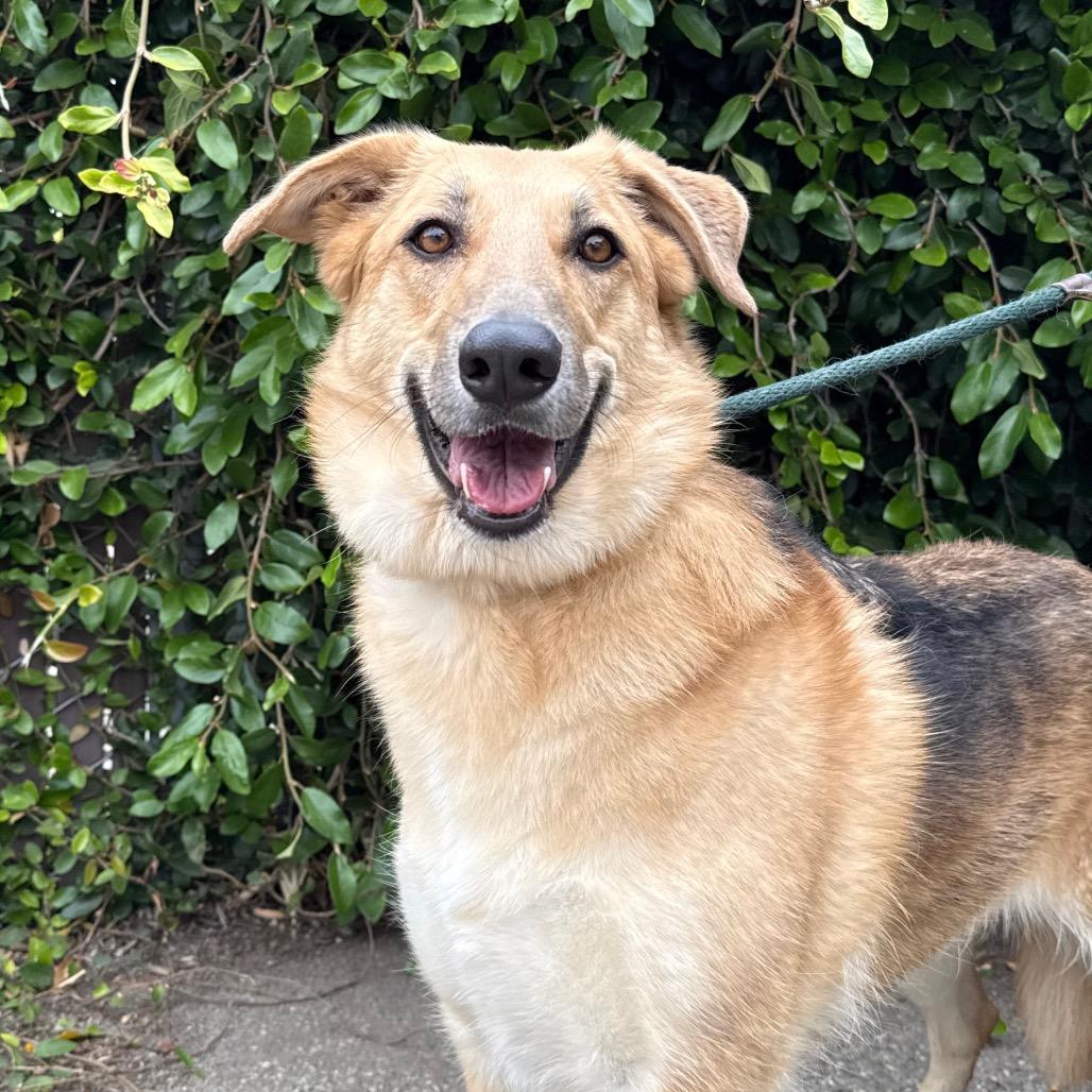 Enlarge Betty, a Adoptable mixed breed in Santa Barbara, CA image 6/6