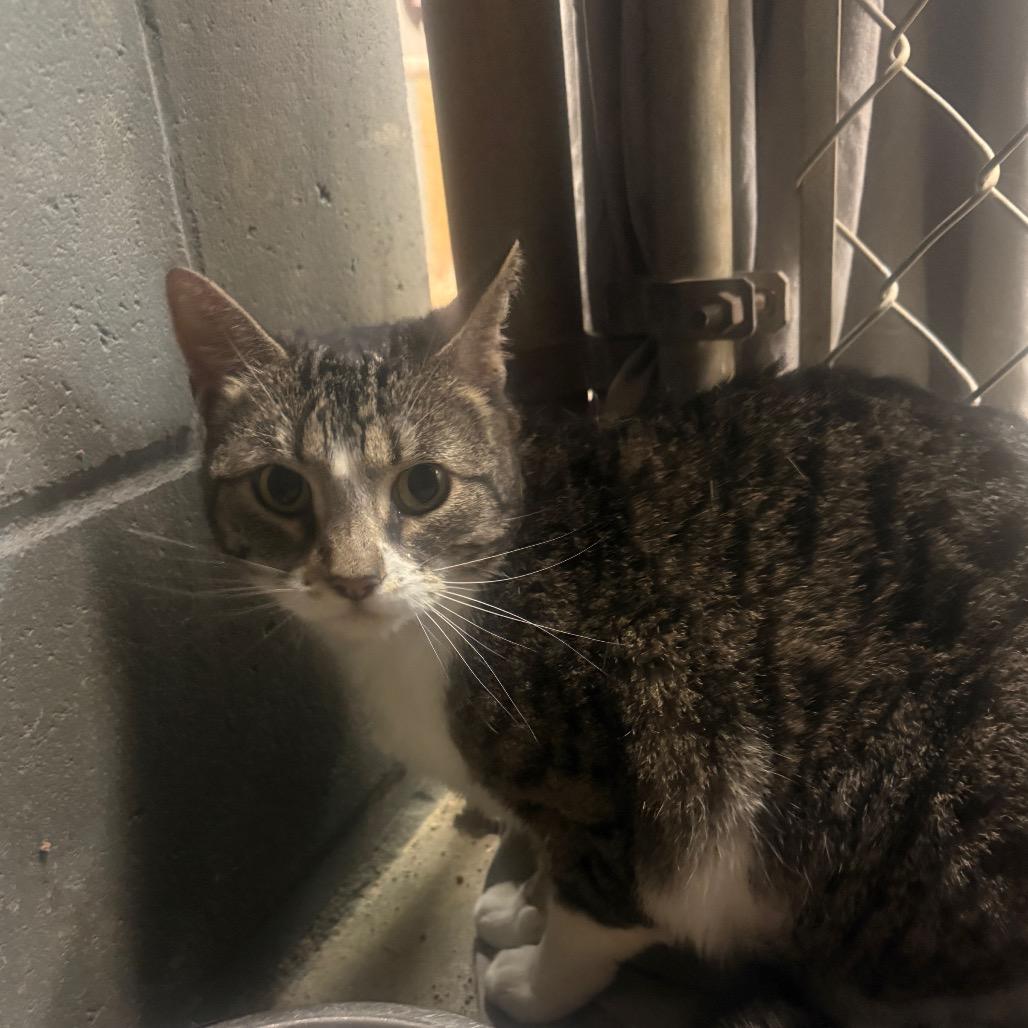 Enlarge Chick, a Adoptable Domestic Short Hair in Collinsville , OK image 1/2