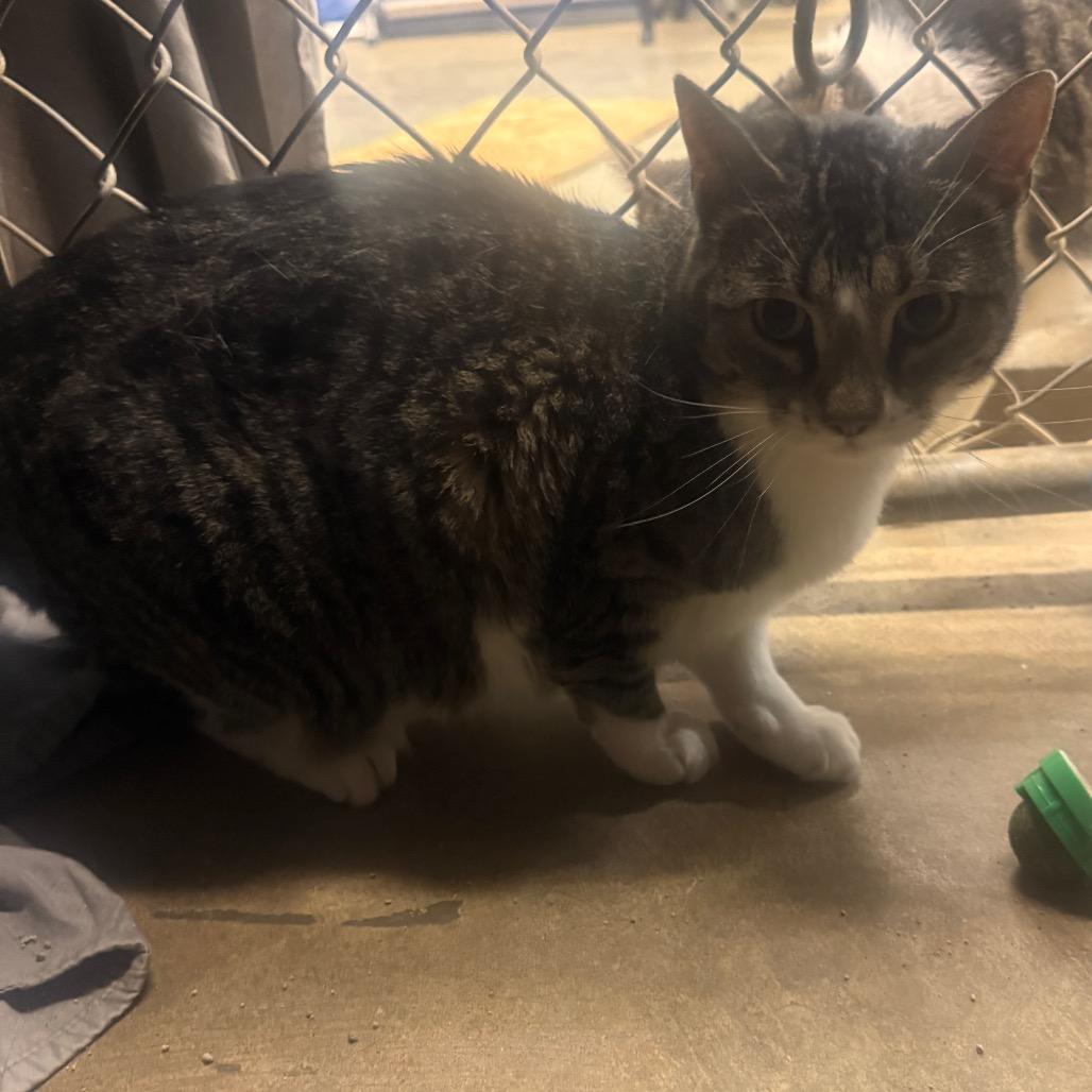 Enlarge Chick, a Adoptable Domestic Short Hair in Collinsville , OK image 2/2