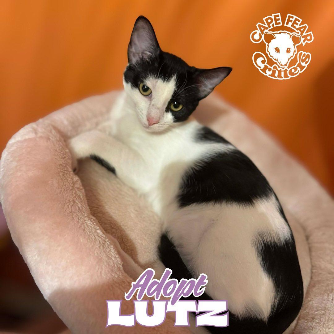 Enlarge Lutz, a ADOPTABLE Domestic Short Hair in Wilmington, NC image 1/1