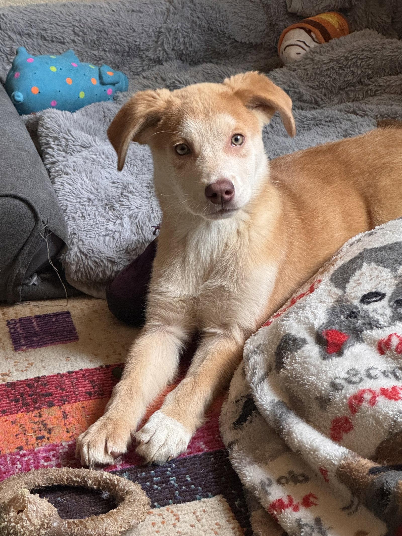 Tiko, Adoptable, Puppy Male Retriever & Spaniel.