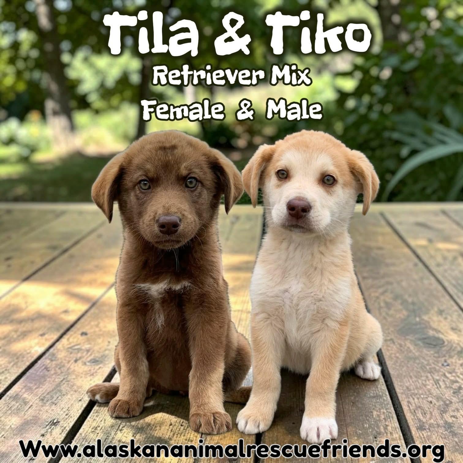 Tiko, Adoptable, Puppy Male Retriever & Spaniel.