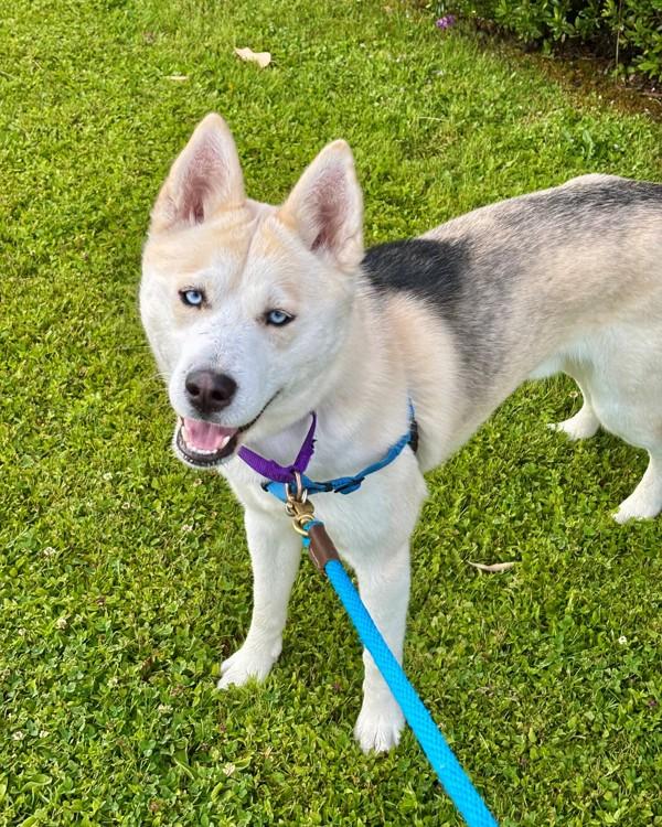 Rocky, Adoptable, Young Male Siberian Husky.