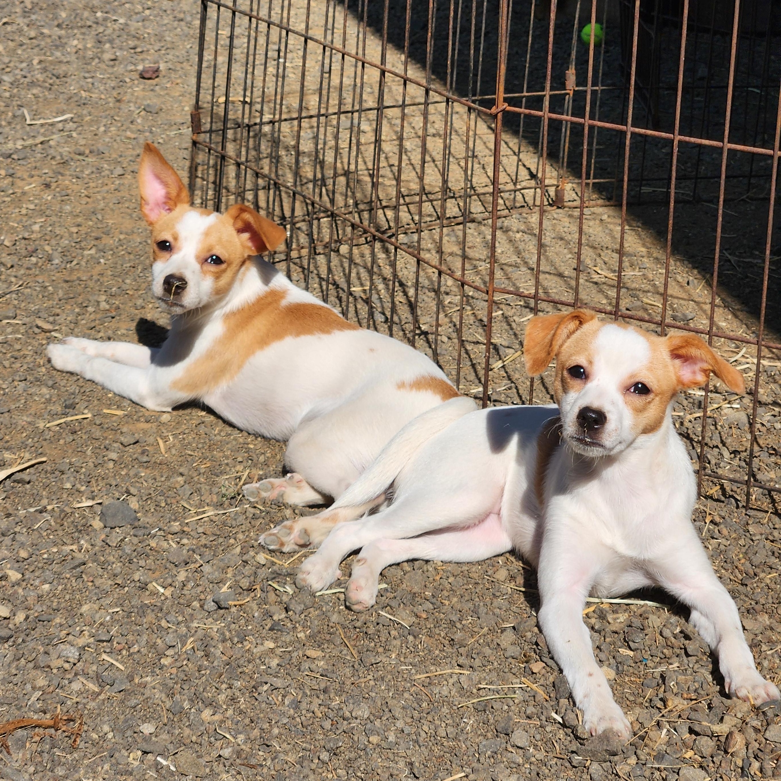 Angel, a Adopted mixed breed in Goldendale, WA image 3/3