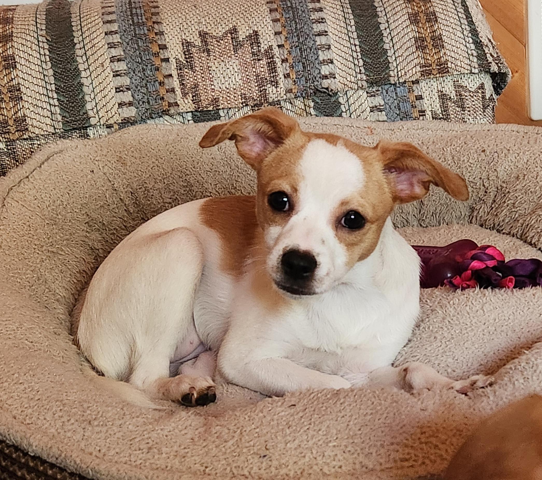 Angel, Adopted, Young Female Shih Tzu & Chihuahua.