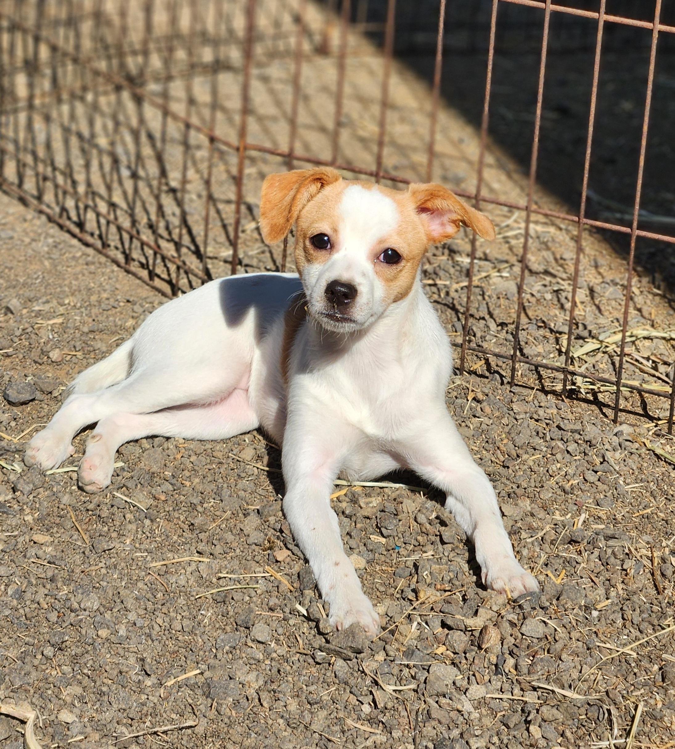 Angel, a Adopted mixed breed in Goldendale, WA image 2/3
