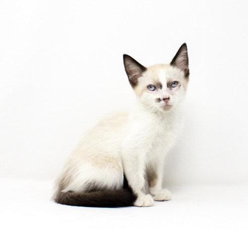 Towns, Adoptable, Kitten Male Domestic Short Hair & Snowshoe.