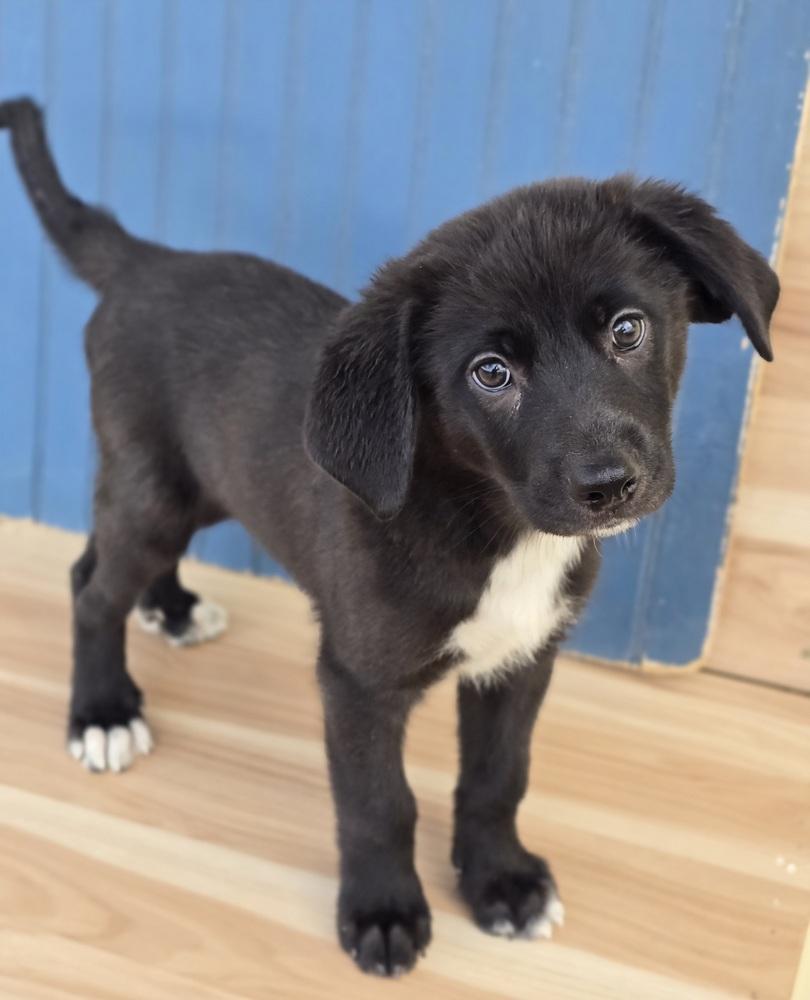 Winston, Adoptable, Puppy Male Labrador Retriever & Great Pyrenees.