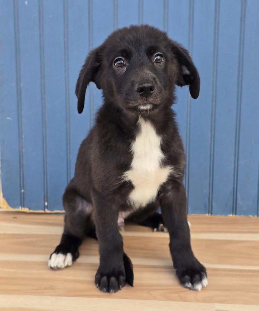 Enlarge Winston, a Adoptable mixed breed in Sedalia, CO image 3/5