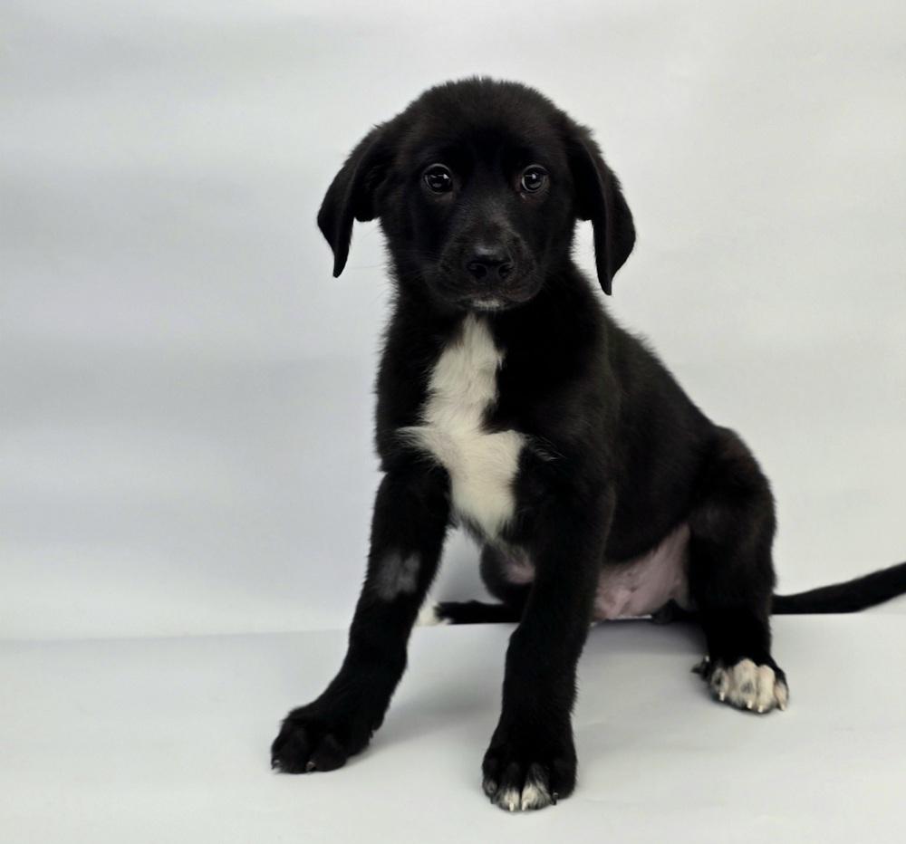 Enlarge Winston, a Adoptable mixed breed in Sedalia, CO image 4/5