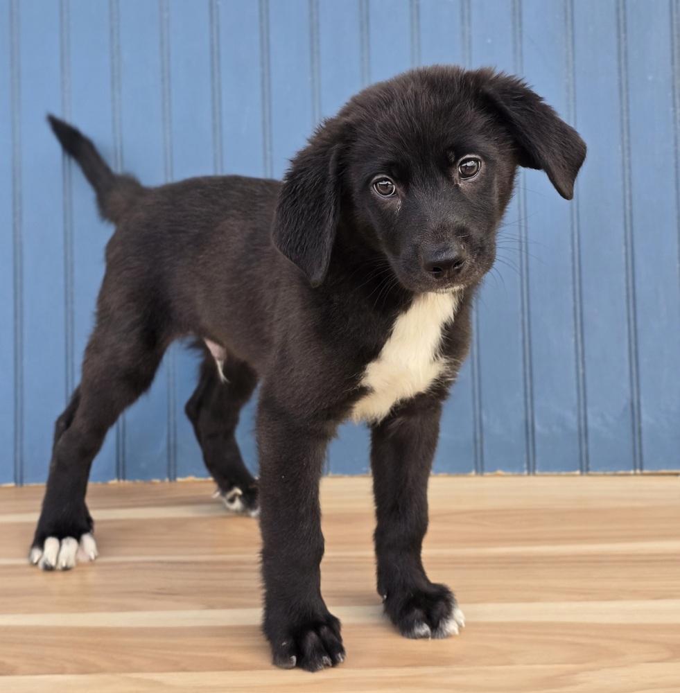 Enlarge Winston, a Adoptable mixed breed in Sedalia, CO image 5/5