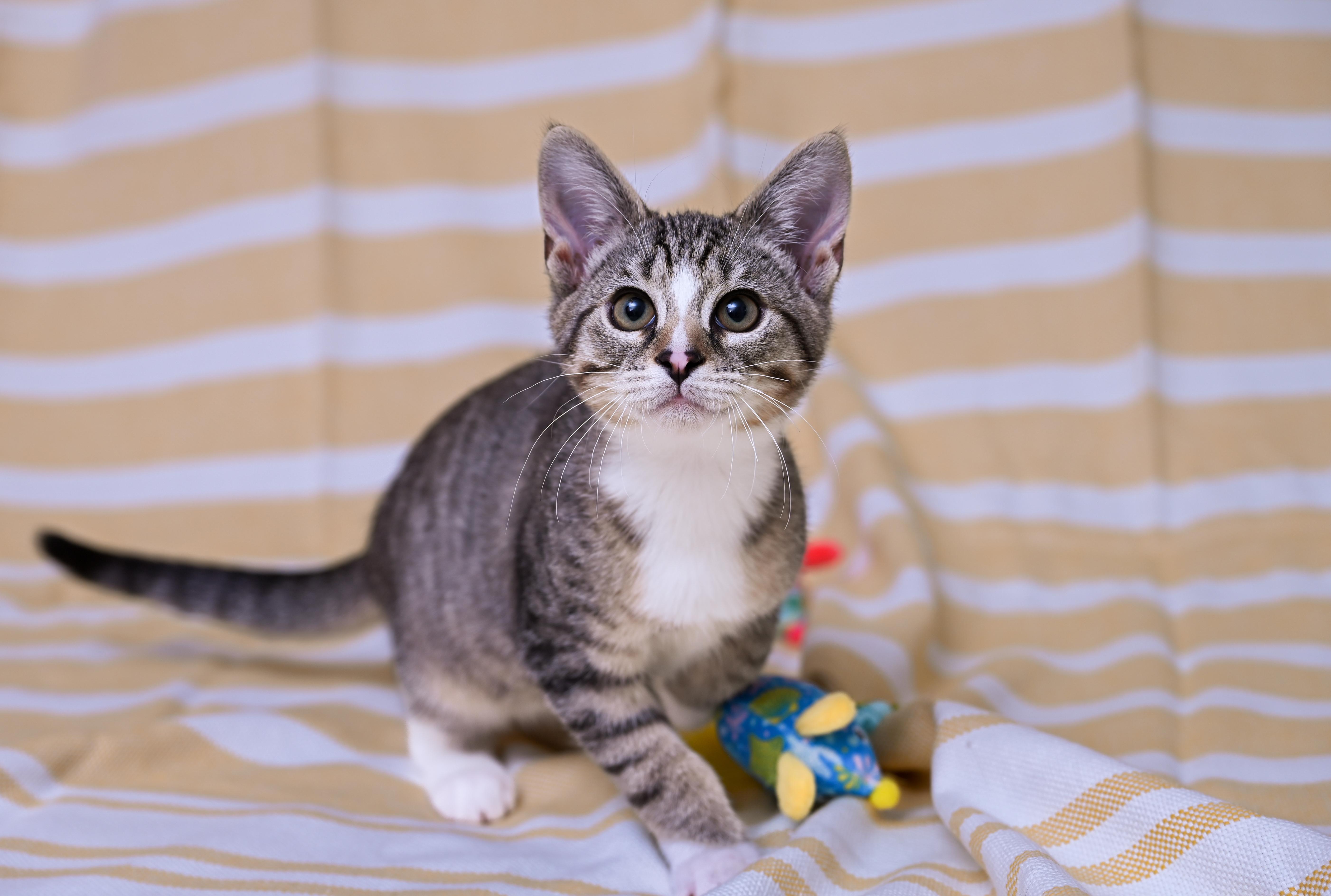 Phineas, adoptable, Young Male Tabby & Domestic Short Hair.