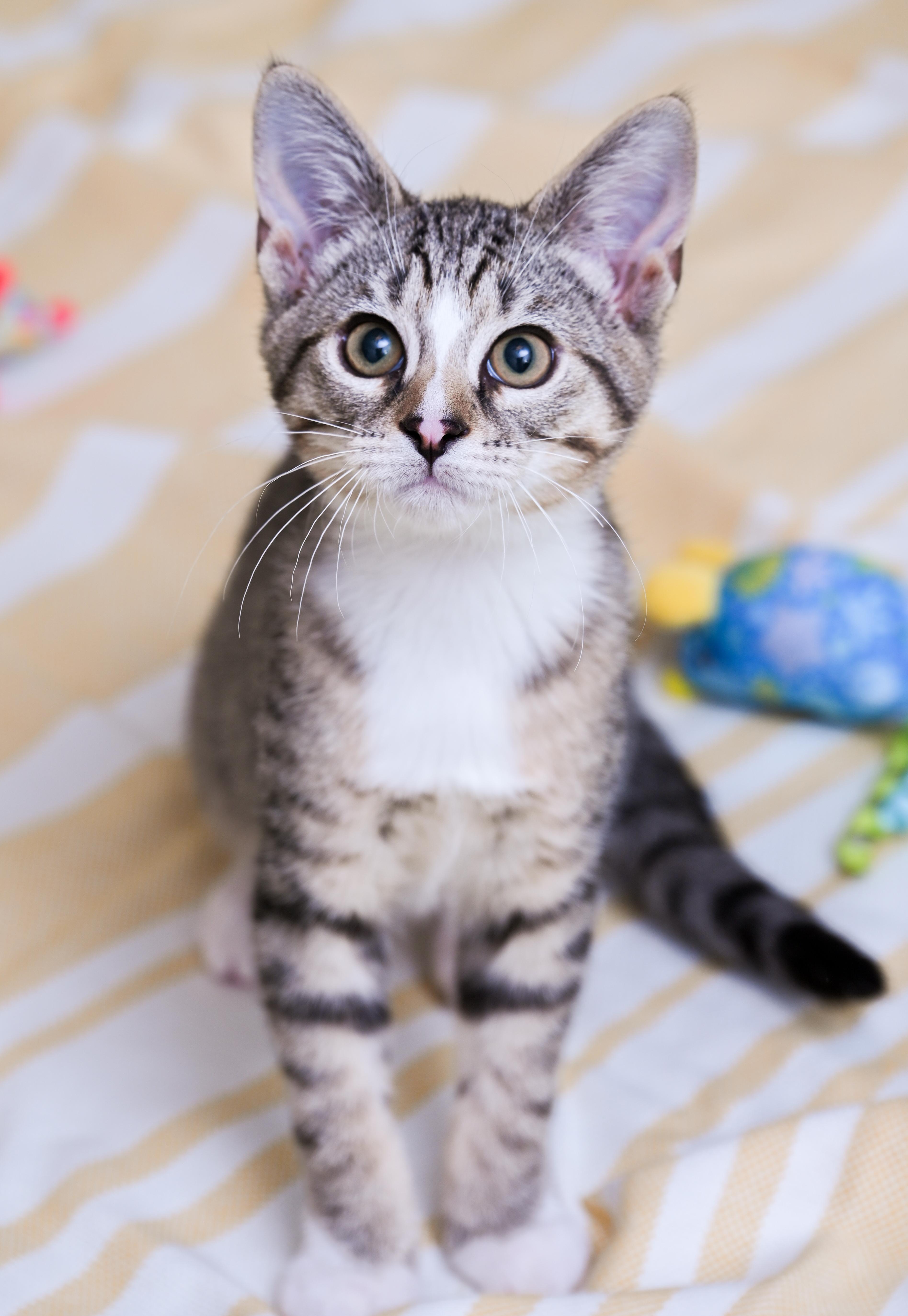 Phineas, an adoptable mixed breed in Chattanooga, TN image 4/6