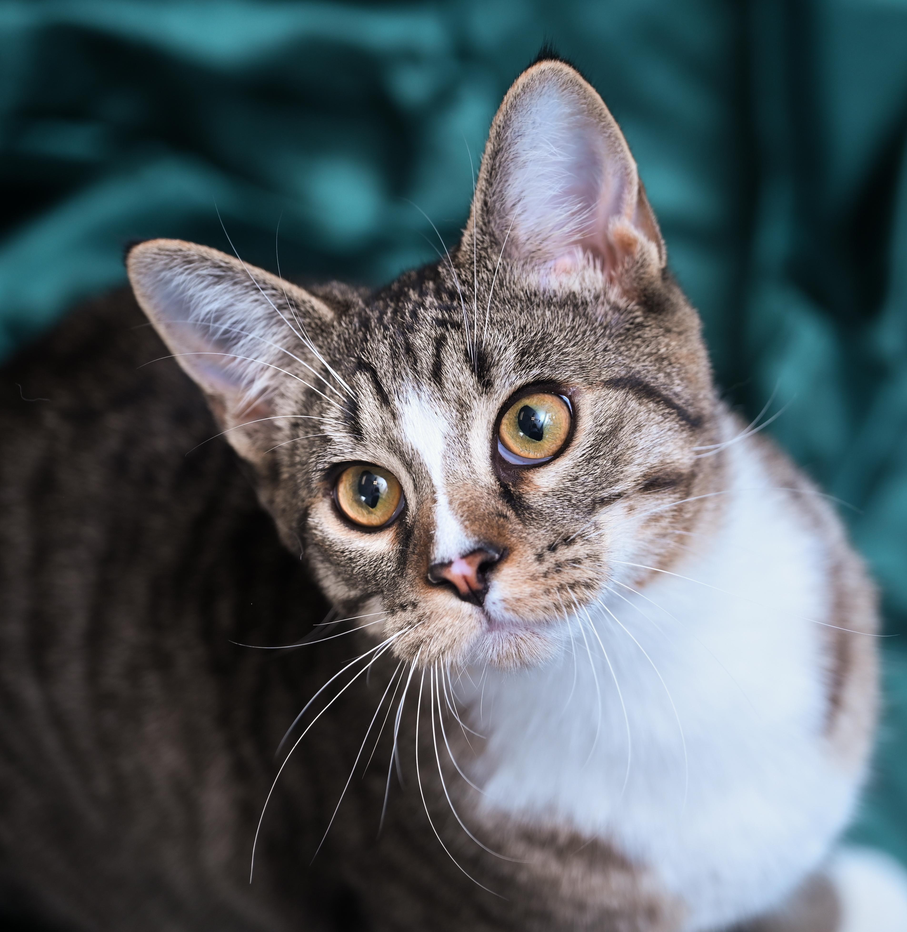 Phineas, an adoptable mixed breed in Chattanooga, TN image 2/6