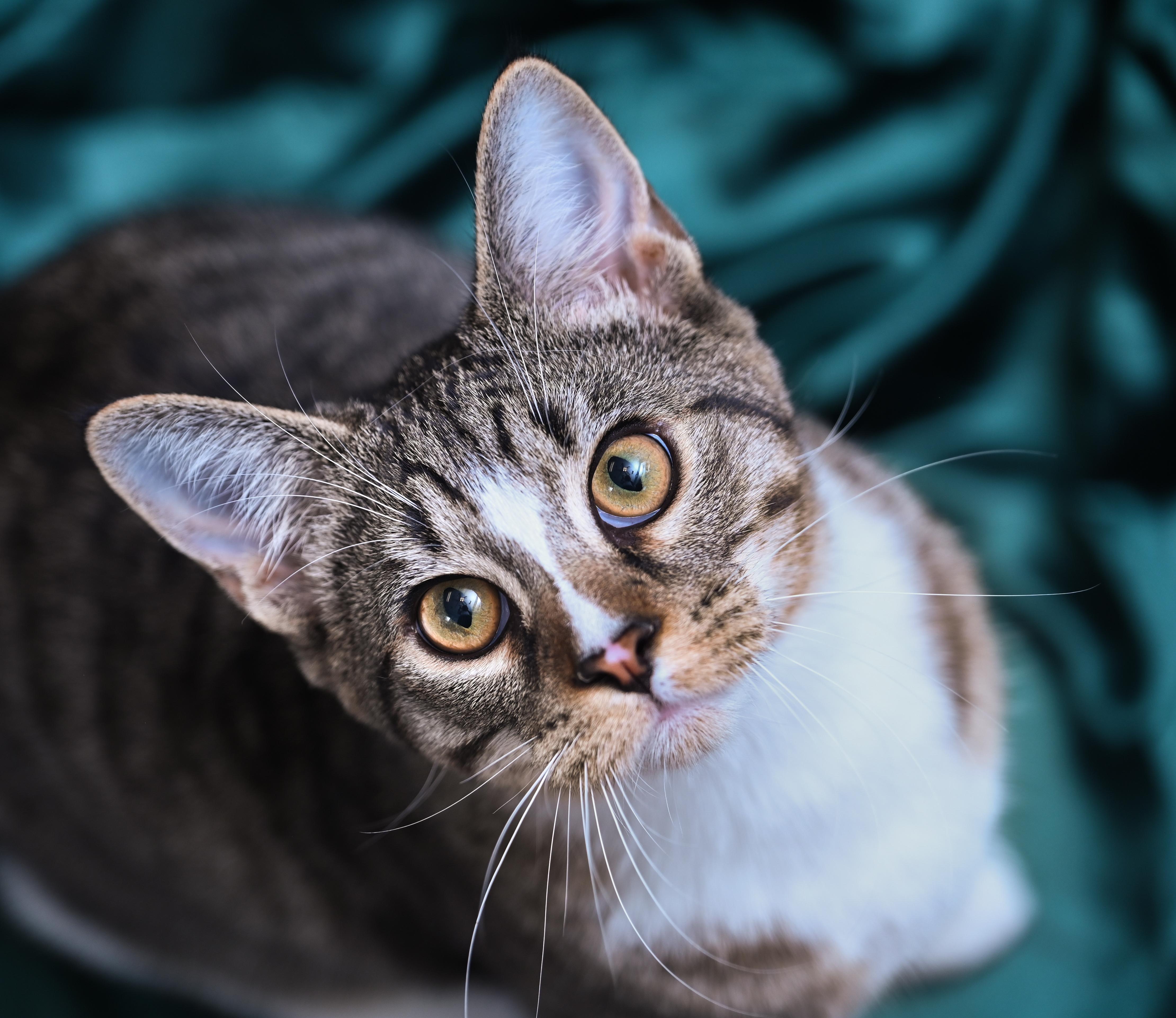 Phineas, an adoptable mixed breed in Chattanooga, TN image 1/6