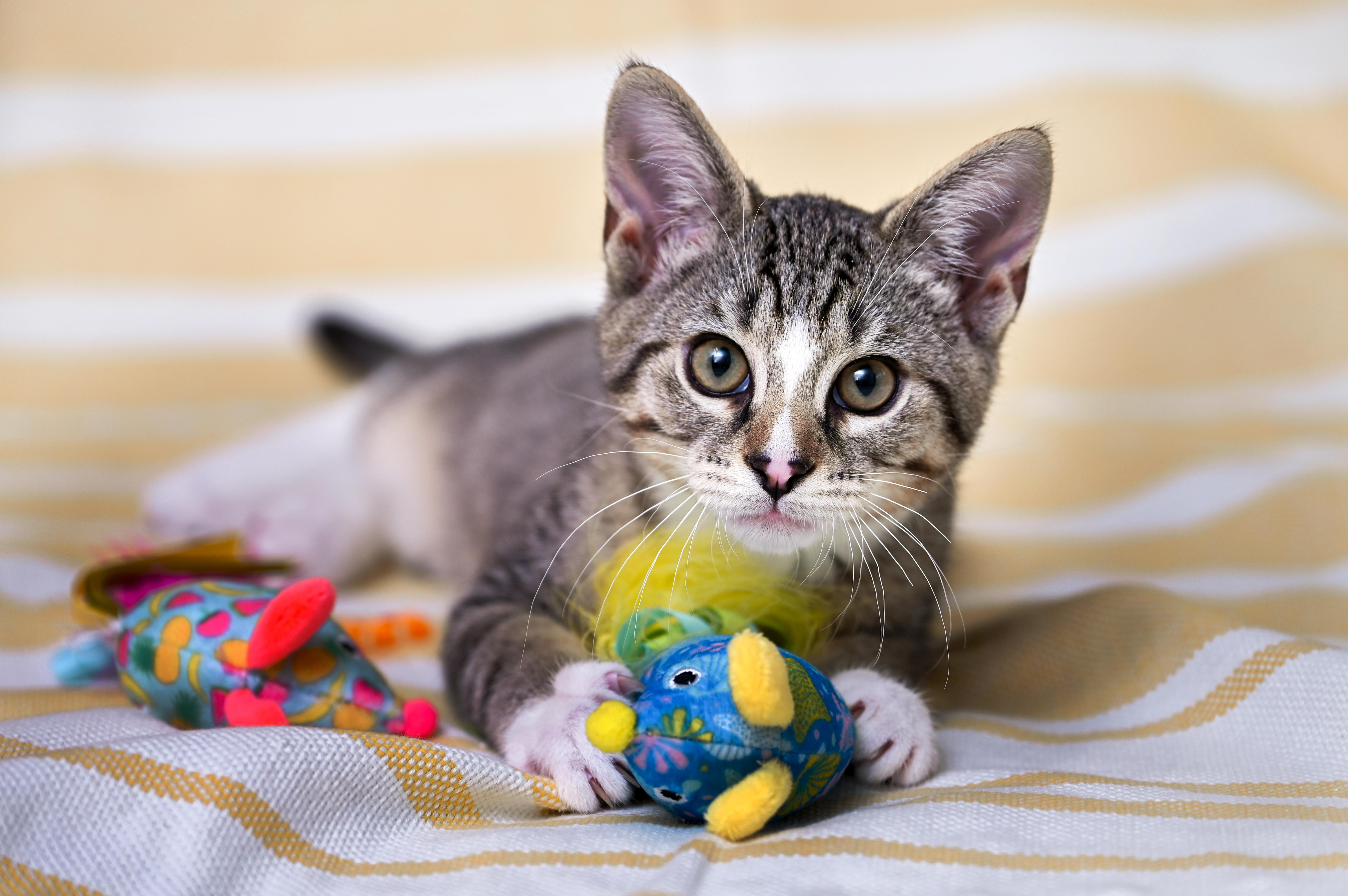 Phineas, an adoptable mixed breed in Chattanooga, TN image 5/6