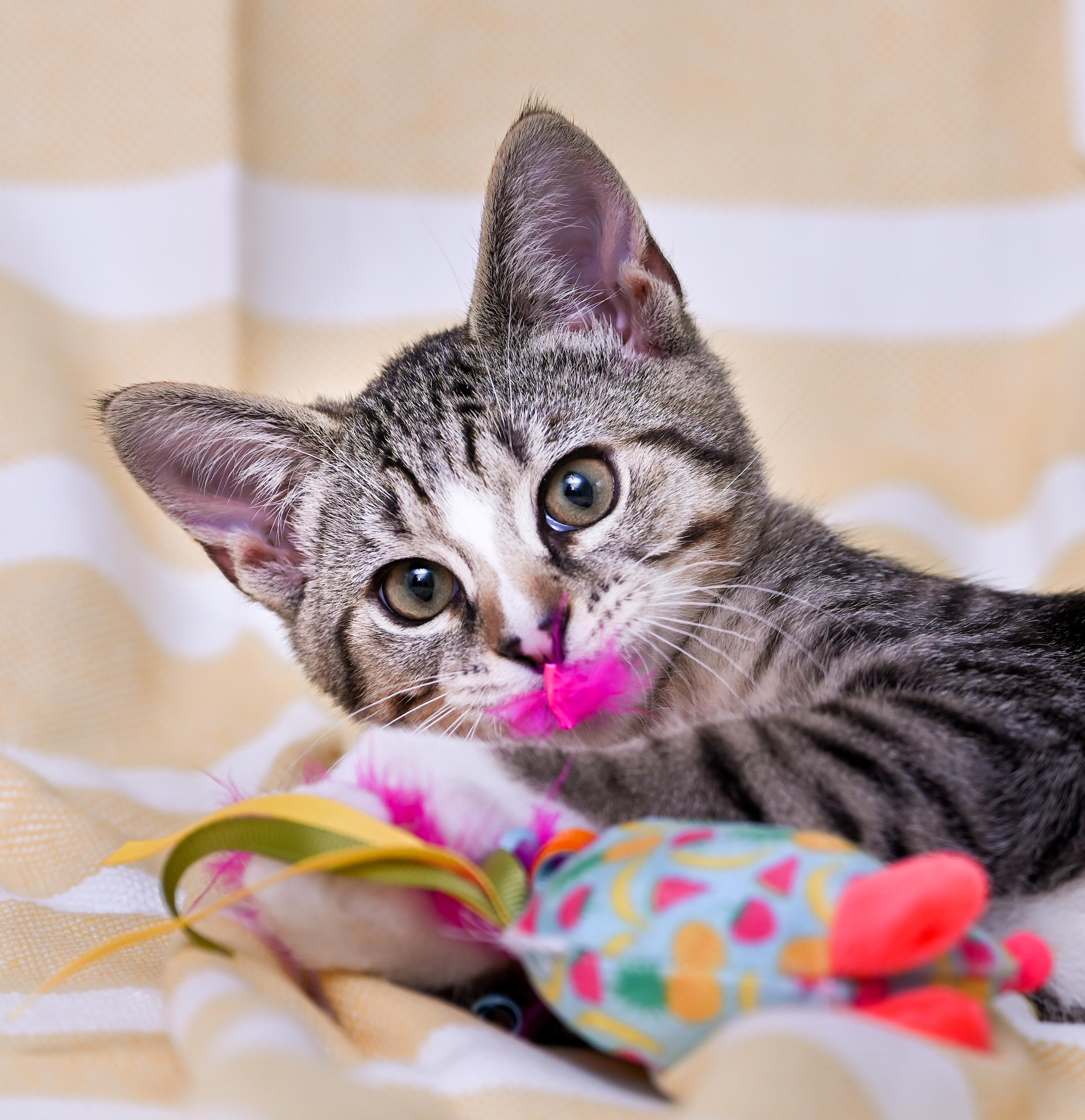 Phineas, an adoptable mixed breed in Chattanooga, TN image 6/6