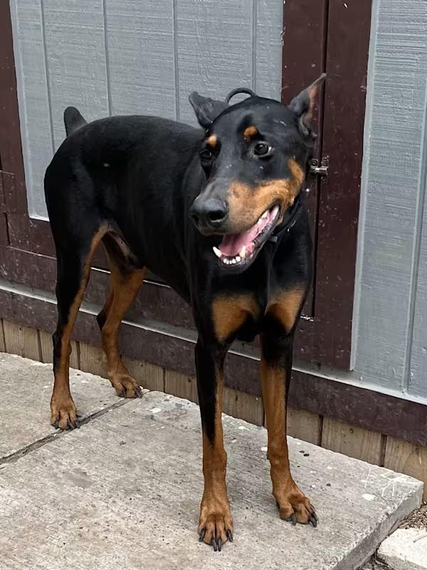 Enlarge Chico Diablo, an adoptable Doberman Pinscher in Cincinnati, OH image 1/6