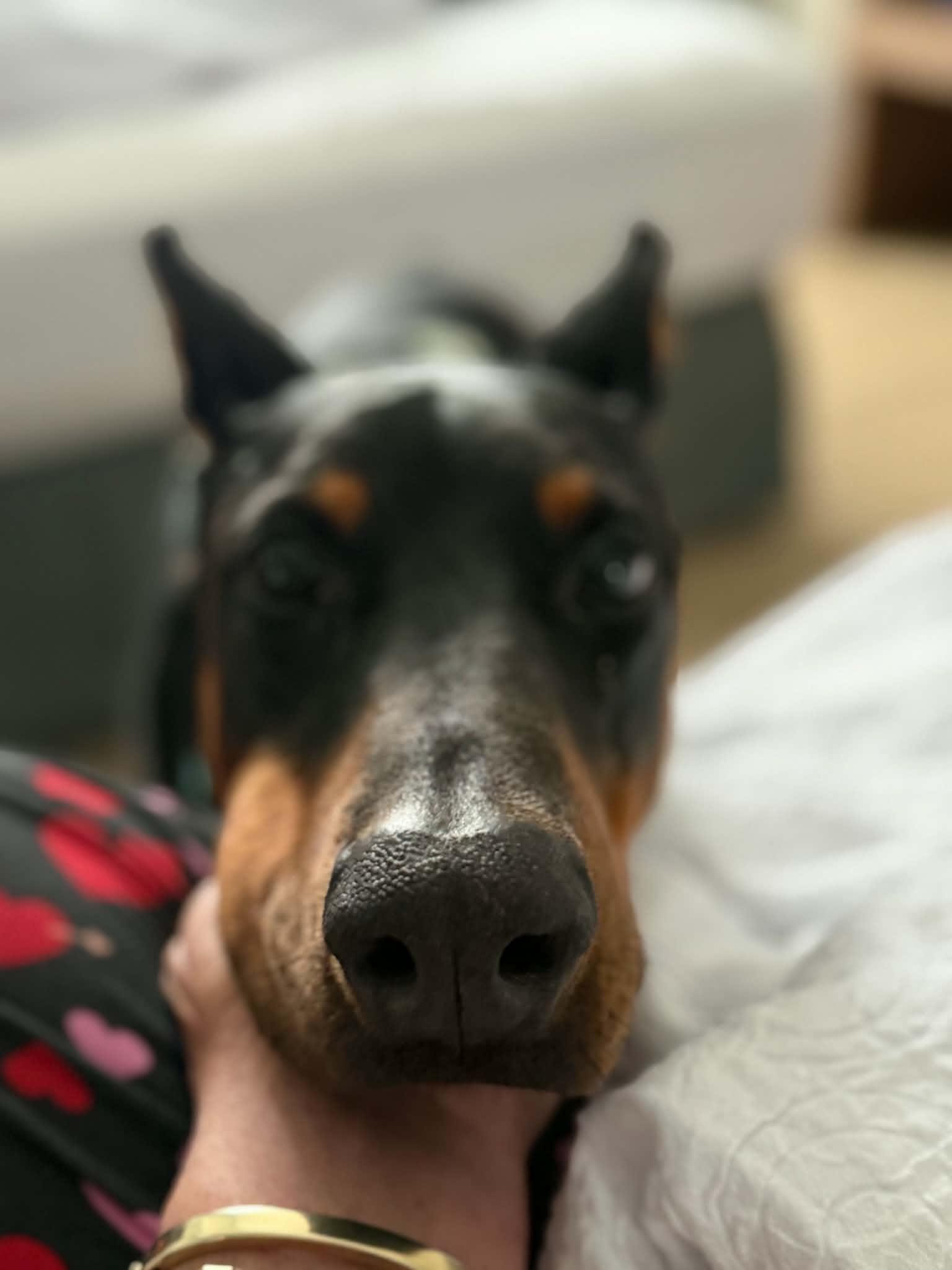 Enlarge Chico Diablo, an adoptable Doberman Pinscher in Cincinnati, OH image 4/6