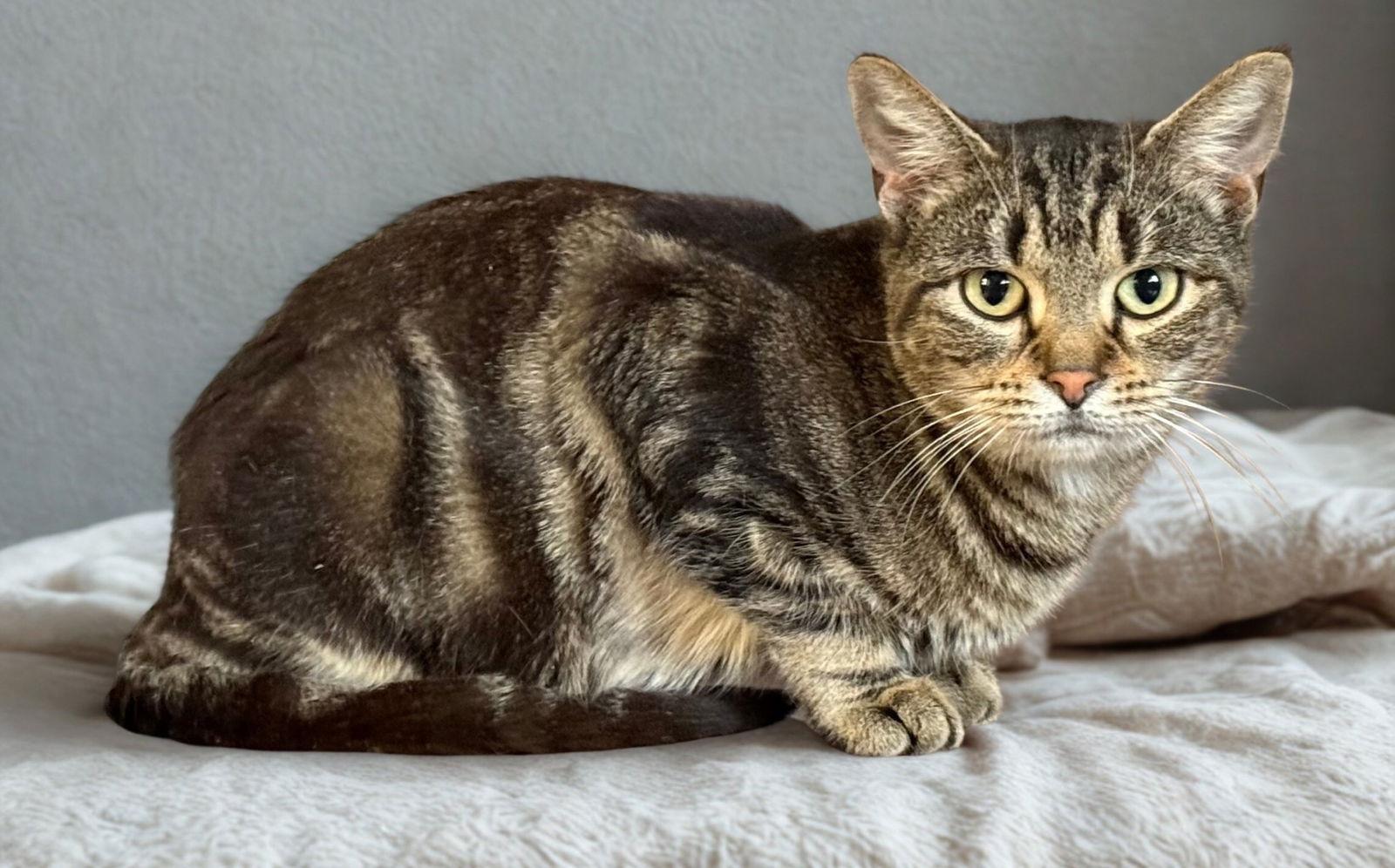 Coruscant, Adoptable, Young Female Domestic Short Hair.