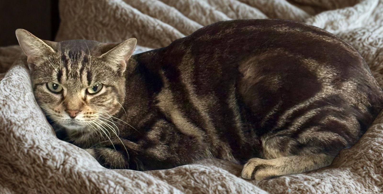 Coruscant, a Adoptable Domestic Short Hair in Spring Lake, NJ image 3/3