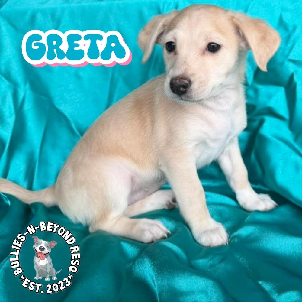 Hollywood Litter: Greta, Adoptable, Puppy Female Terrier & Poodle.