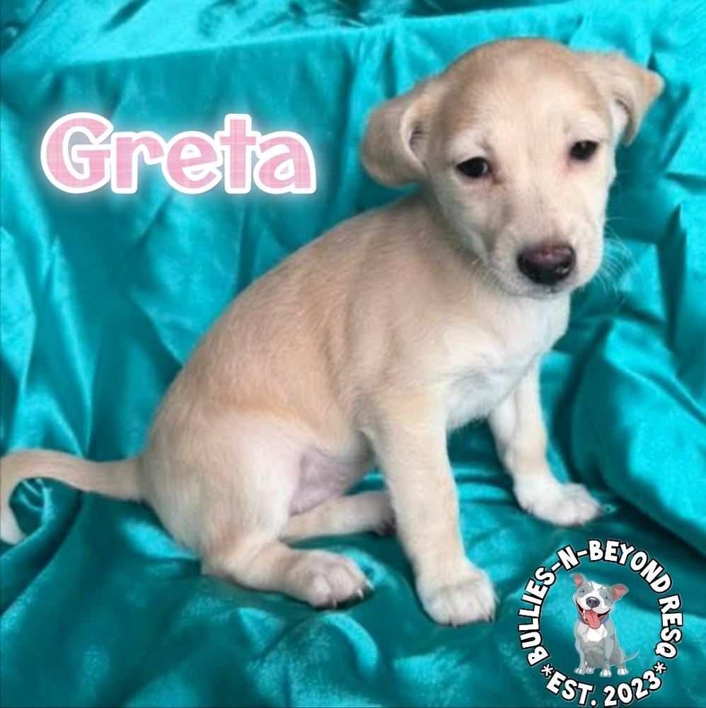 Enlarge Hollywood Litter: Greta, a Adoptable mixed breed in Omaha, NE image 2/6