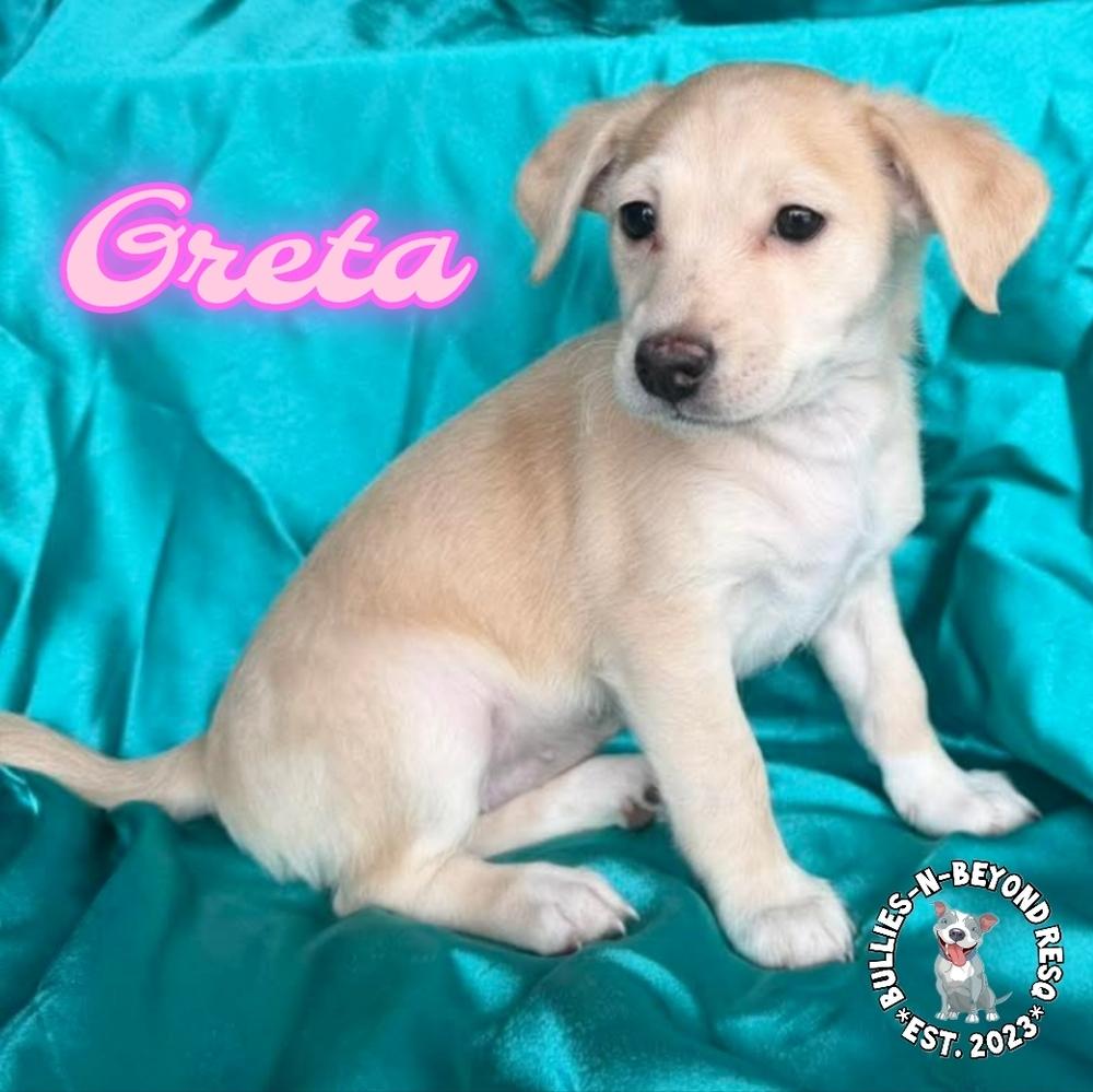 Enlarge Hollywood Litter: Greta, a Adoptable mixed breed in Omaha, NE image 5/6