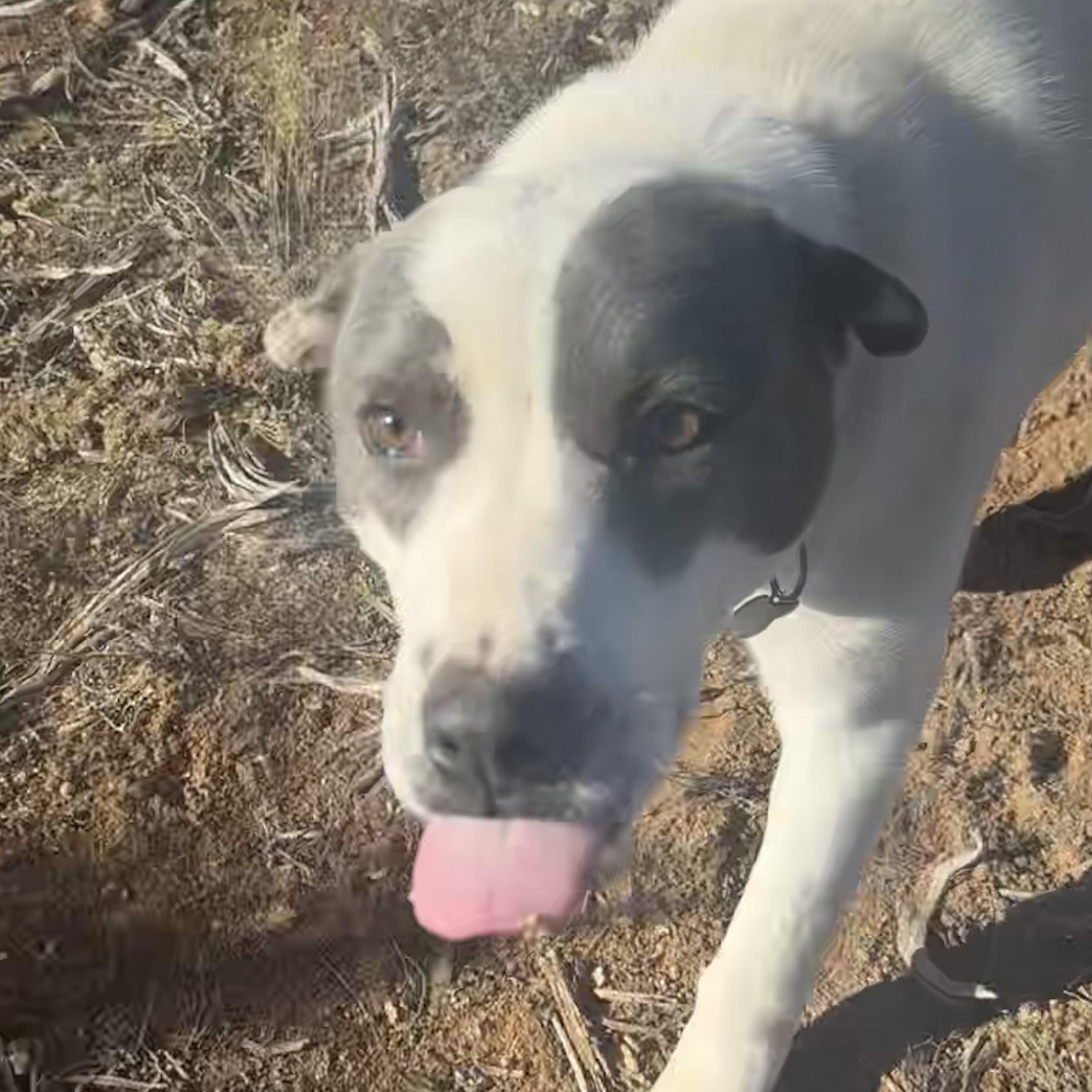 Enlarge Ricky , a ADOPTABLE mixed breed in Carson, NM image 2/4