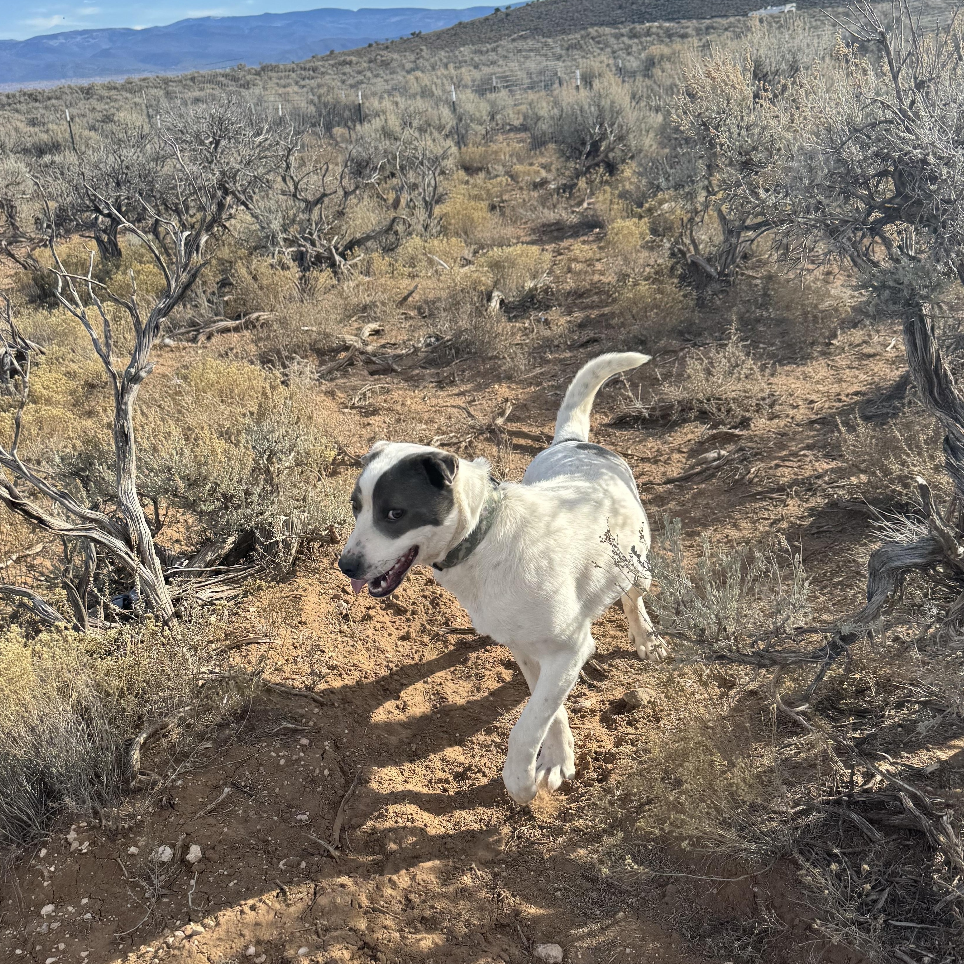 Enlarge Ricky , a ADOPTABLE mixed breed in Carson, NM image 3/4