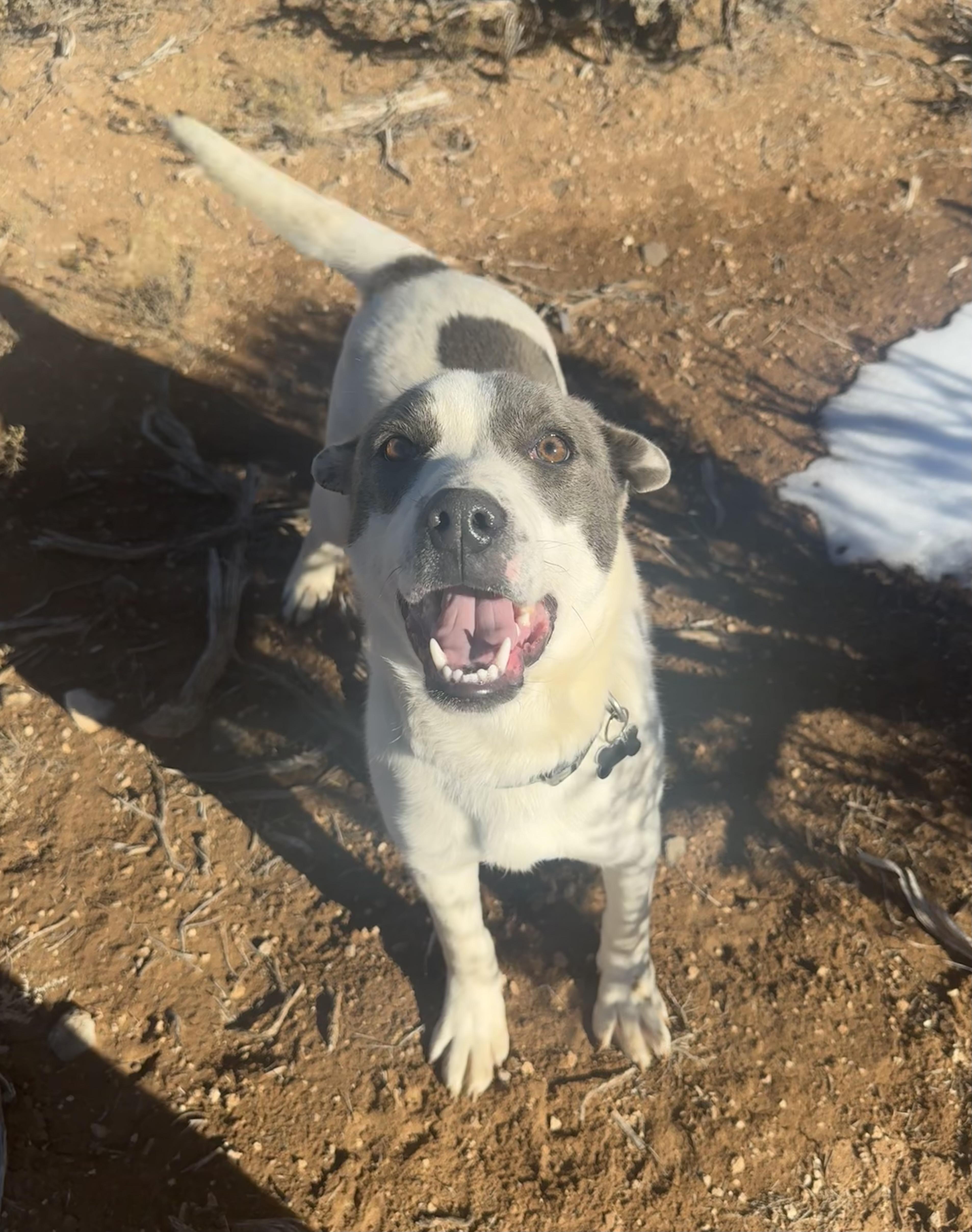 Ricky , ADOPTABLE, Adult Male Australian Cattle Dog / Blue Heeler.