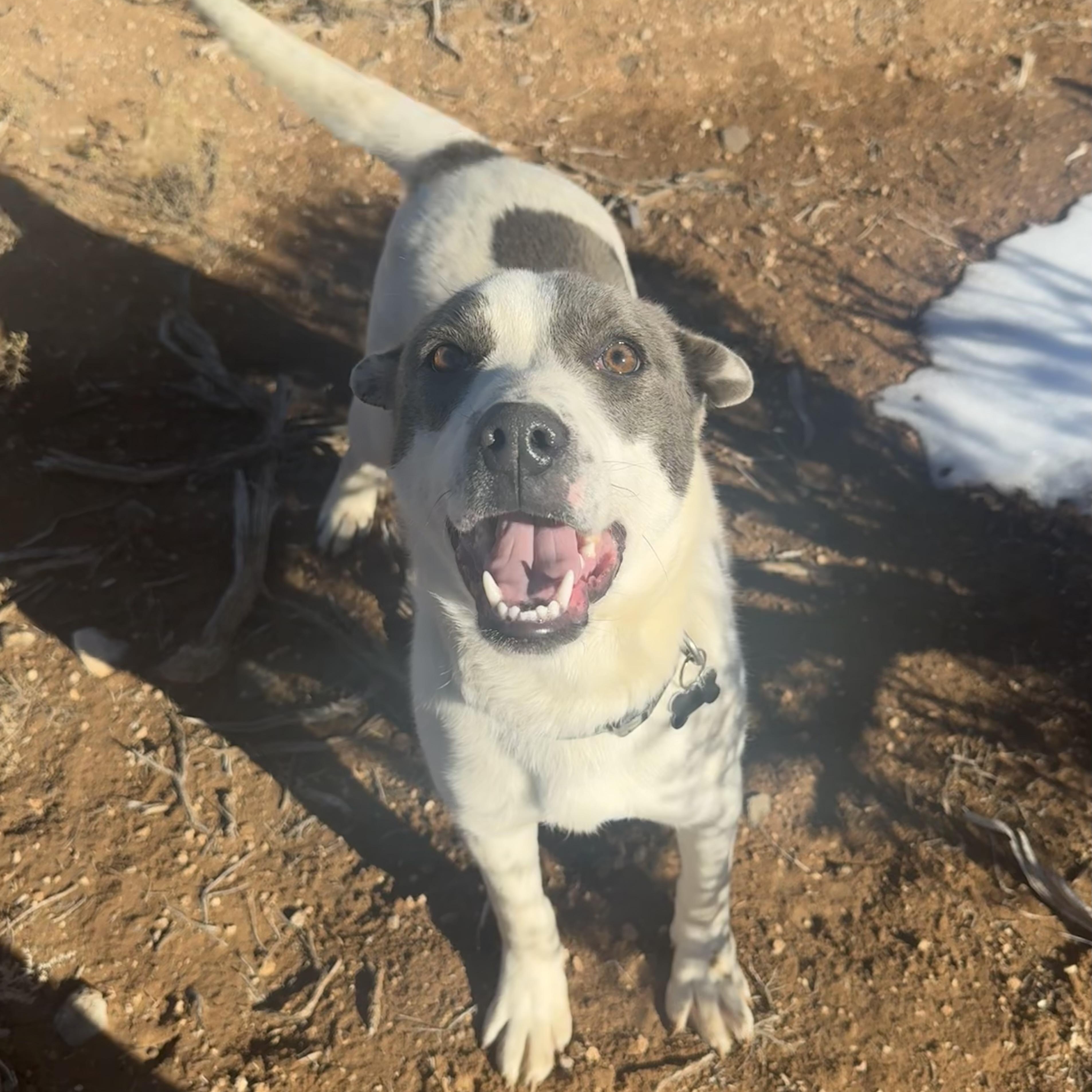 Enlarge Ricky , a ADOPTABLE mixed breed in Carson, NM image 1/4