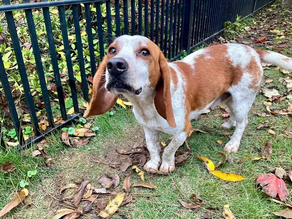 Nutter Butter, ADOPTABLE, Young Male Beagle.