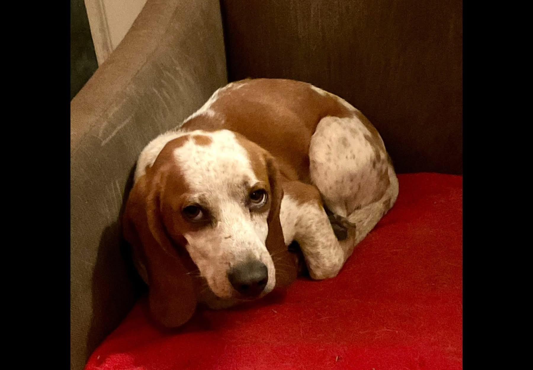 Nutter Butter, a ADOPTABLE Beagle in Covington, TN image 2/5