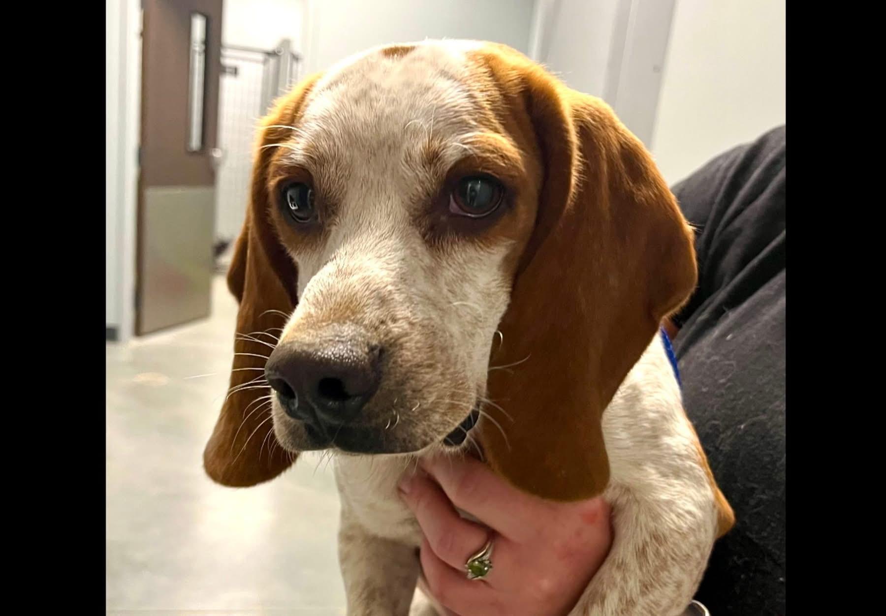 Nutter Butter, a ADOPTABLE Beagle in Covington, TN image 3/5