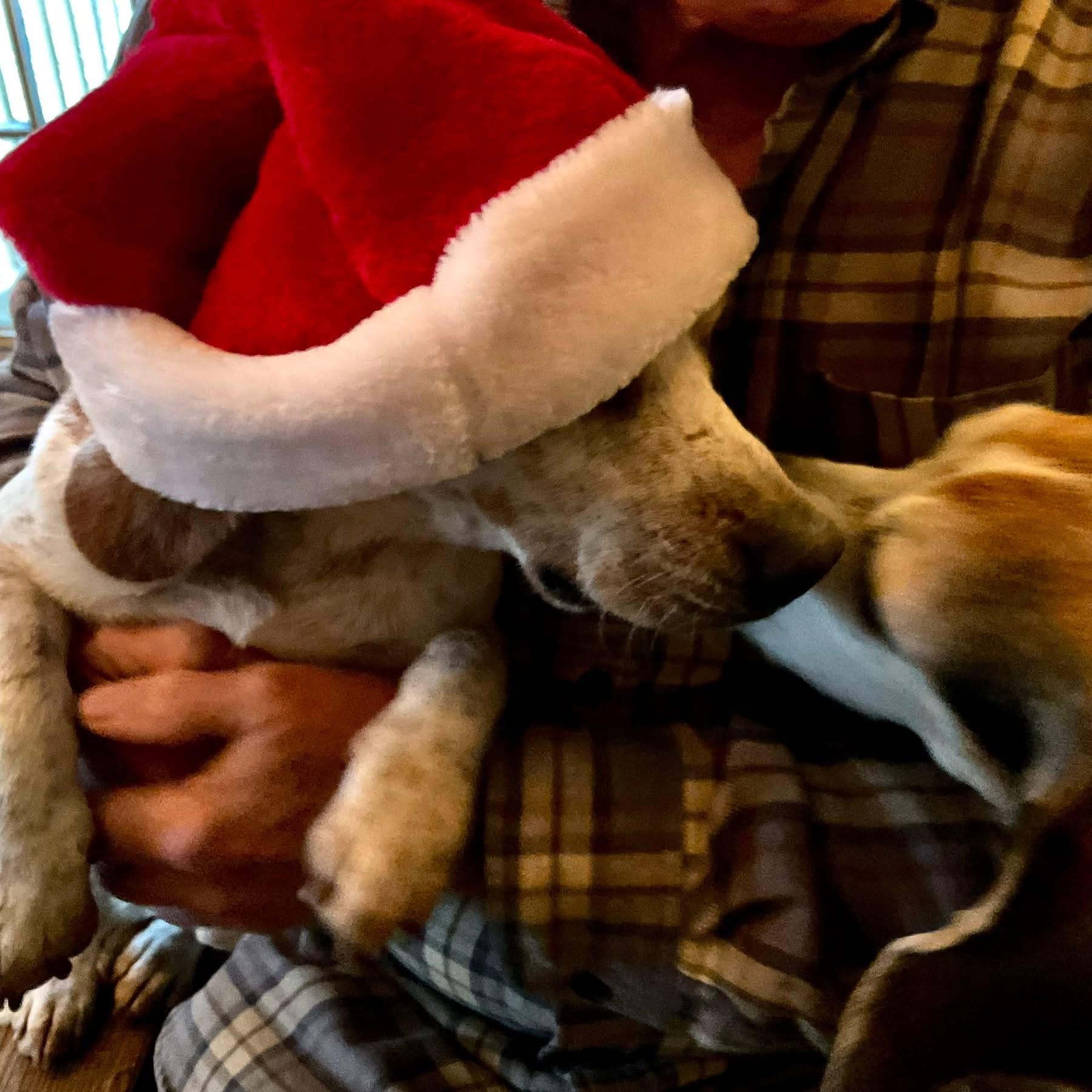 Nutter Butter, a ADOPTABLE Beagle in Covington, TN image 4/5