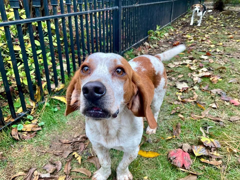 Nutter Butter, a ADOPTABLE Beagle in Covington, TN image 5/5