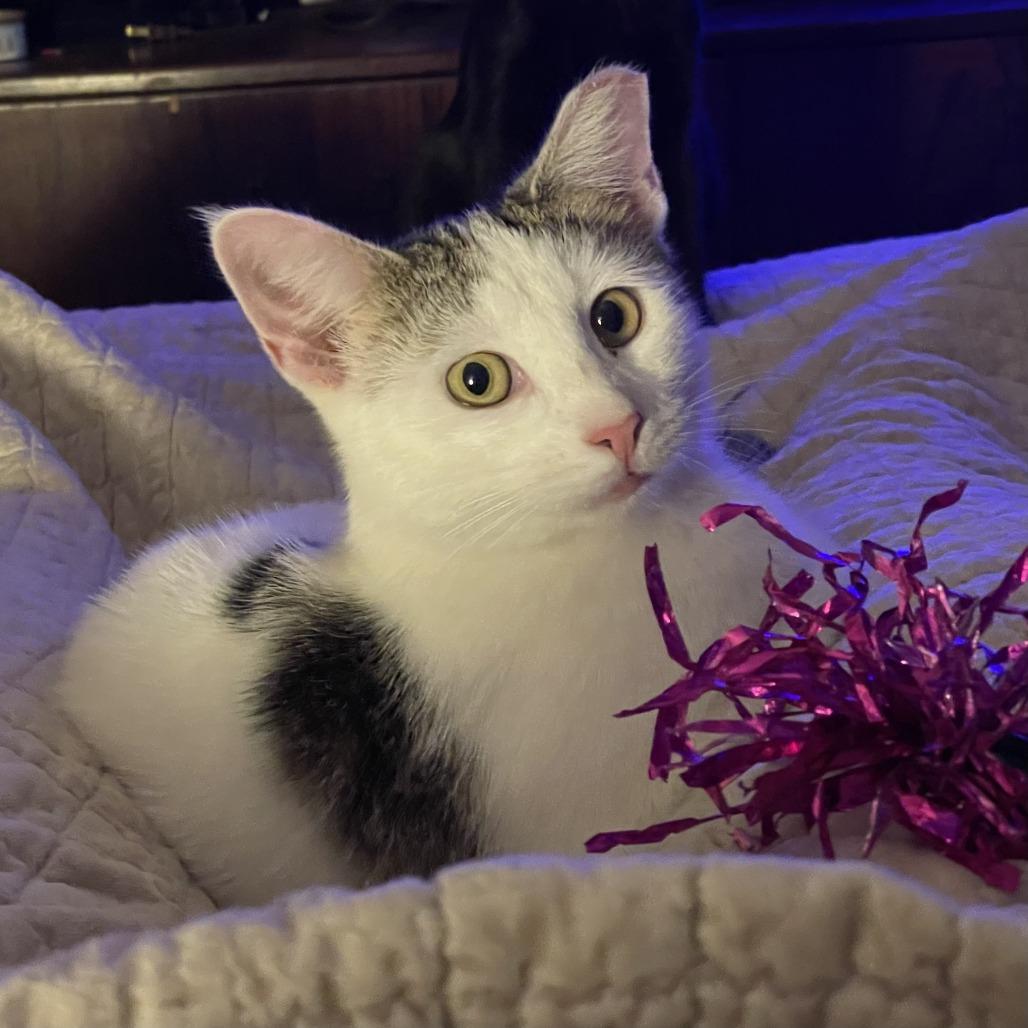 Enlarge Ronnie, a Adoptable Domestic Short Hair in Middle Village, NY image 1/5