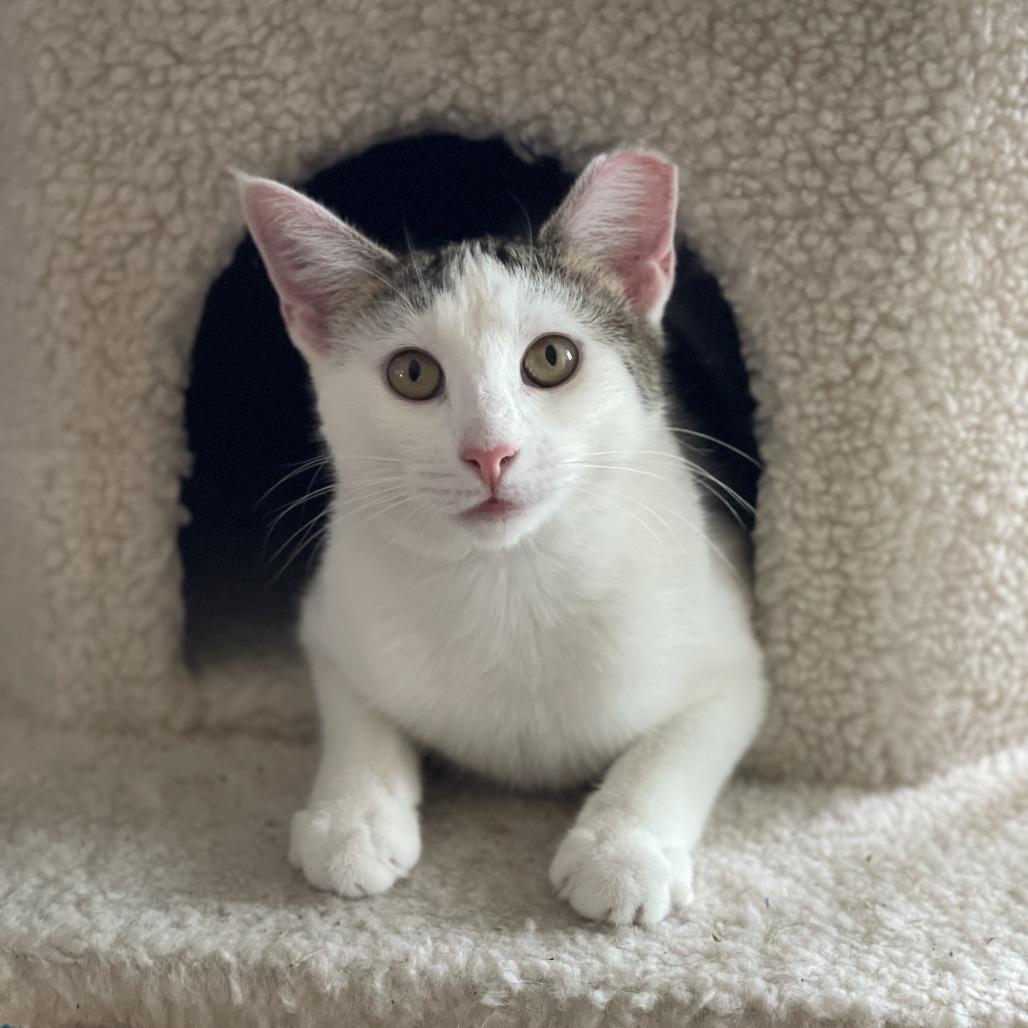 Enlarge Ronnie, a Adoptable Domestic Short Hair in Middle Village, NY image 2/5