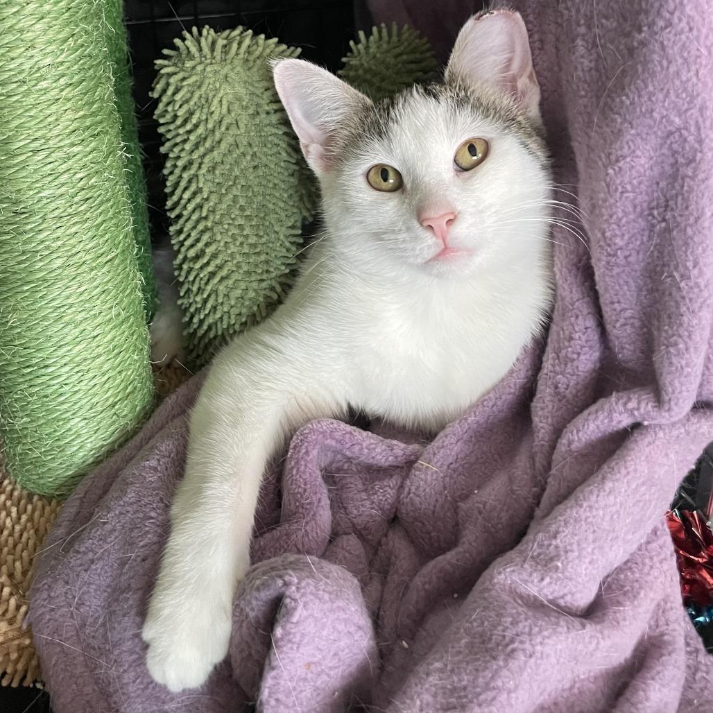 Enlarge Ronnie, a Adoptable Domestic Short Hair in Middle Village, NY image 4/5