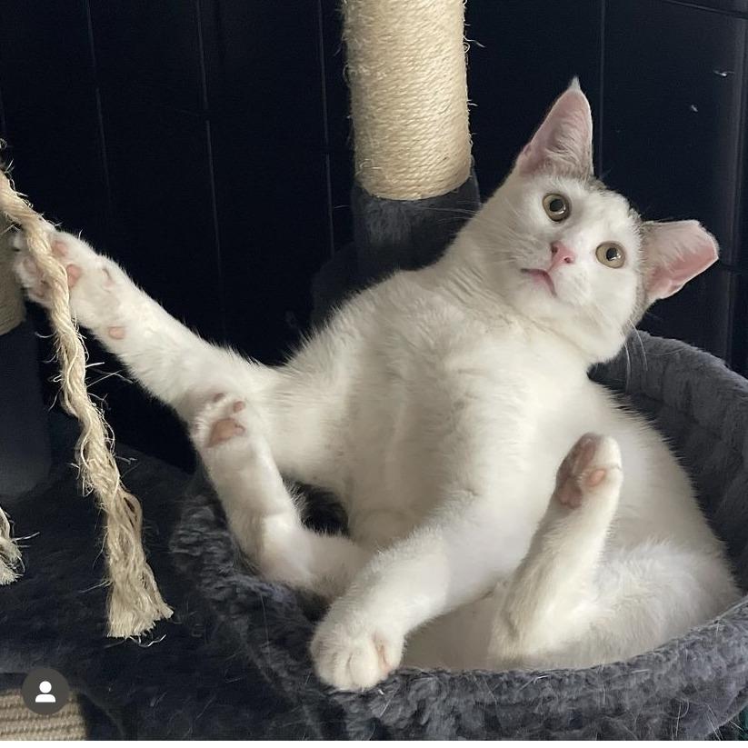 Enlarge Ronnie, a Adoptable Domestic Short Hair in Middle Village, NY image 5/5