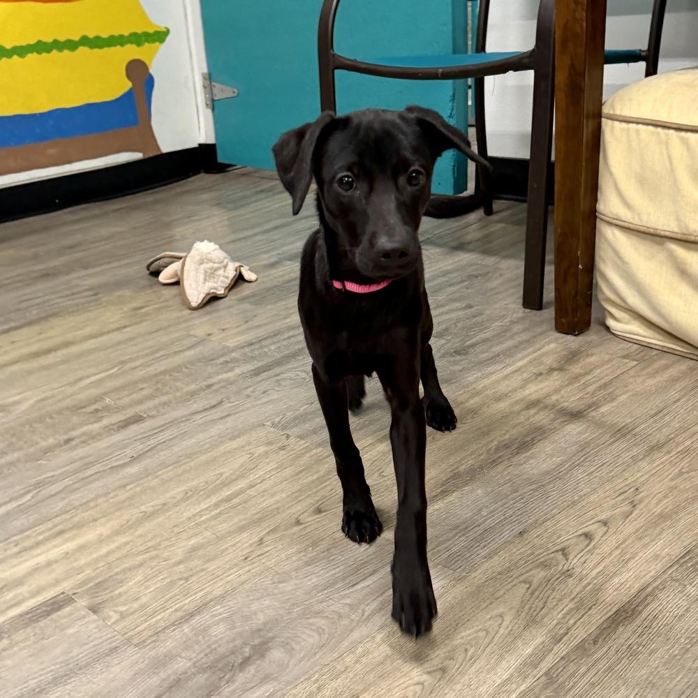 Enlarge Kiara, a Adoptable mixed breed in Hurricane, UT image 1/6