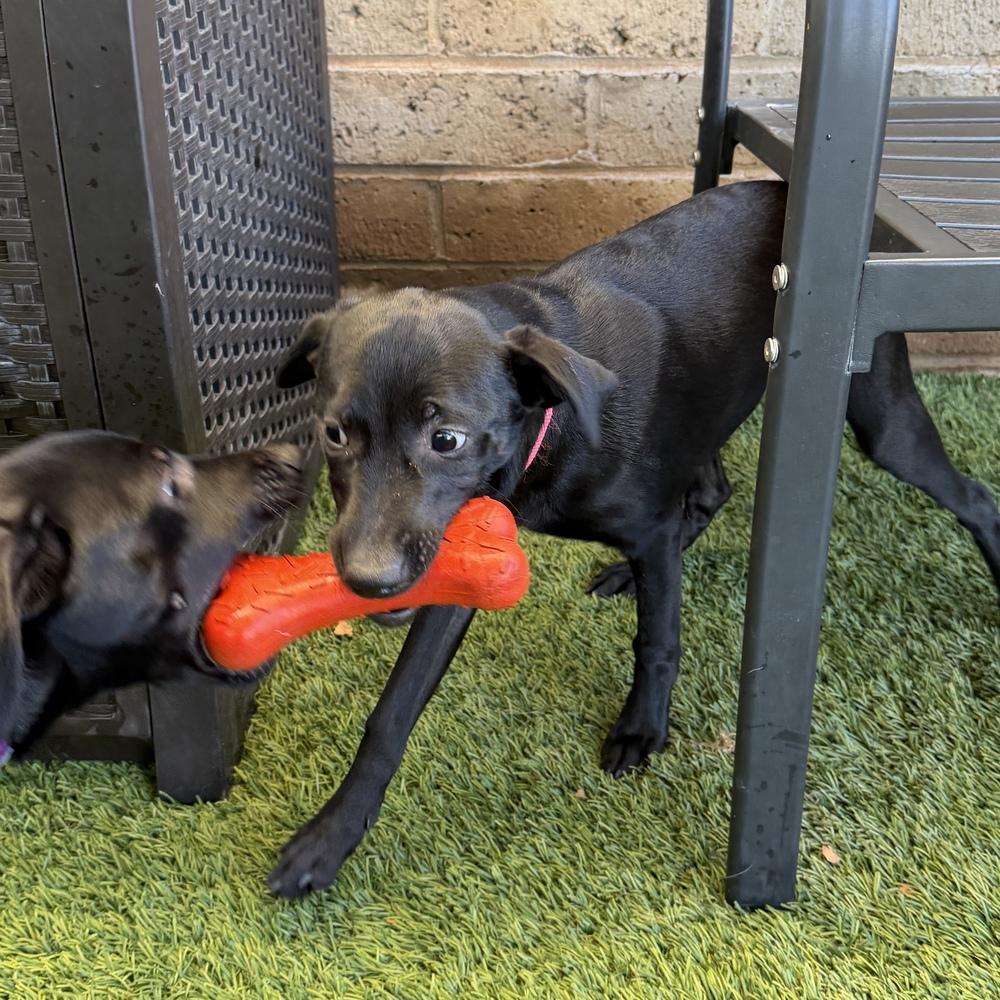 Enlarge Kiara, a Adoptable mixed breed in Hurricane, UT image 2/6