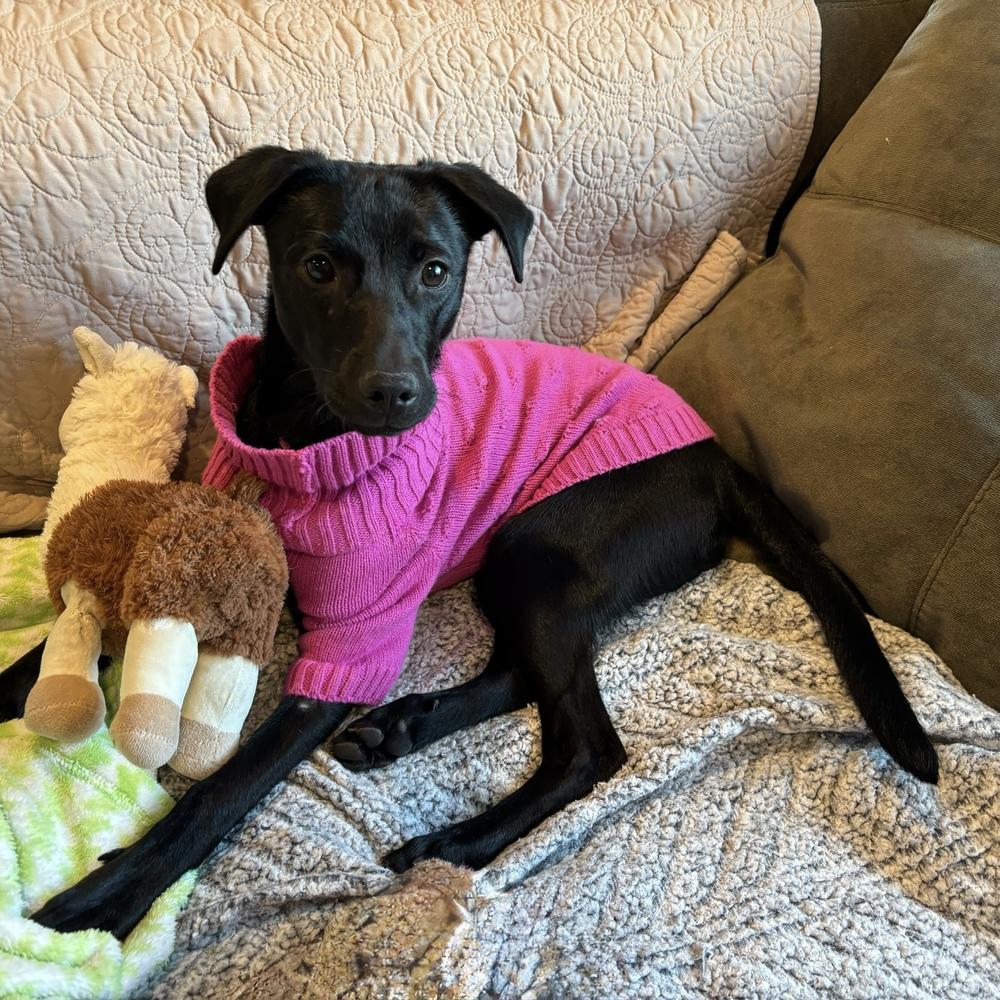 Kiara, Adoptable, Puppy Female Mixed Breed.