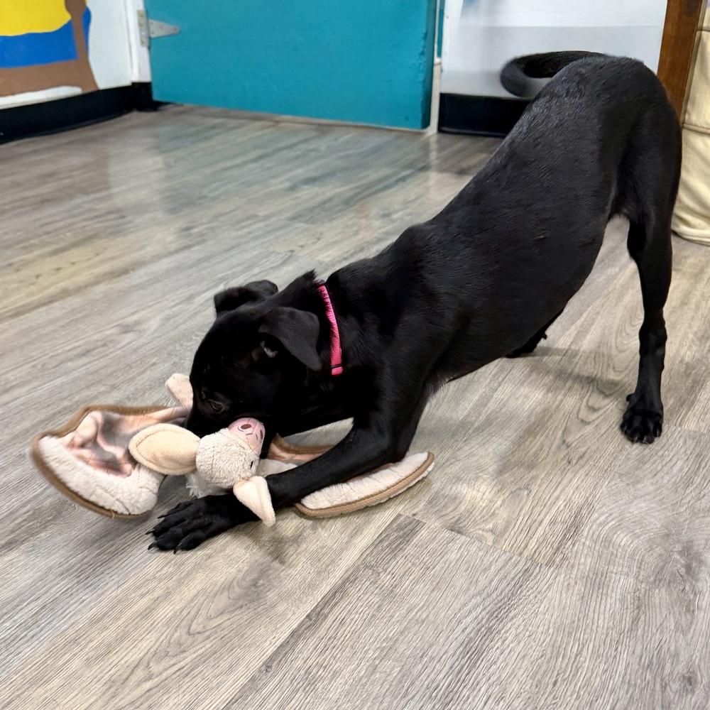 Enlarge Kiara, a Adoptable mixed breed in Hurricane, UT image 3/6