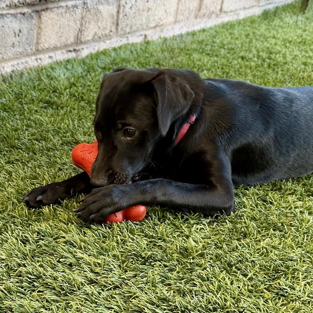 Enlarge Kiara, a Adoptable mixed breed in Hurricane, UT image 4/6