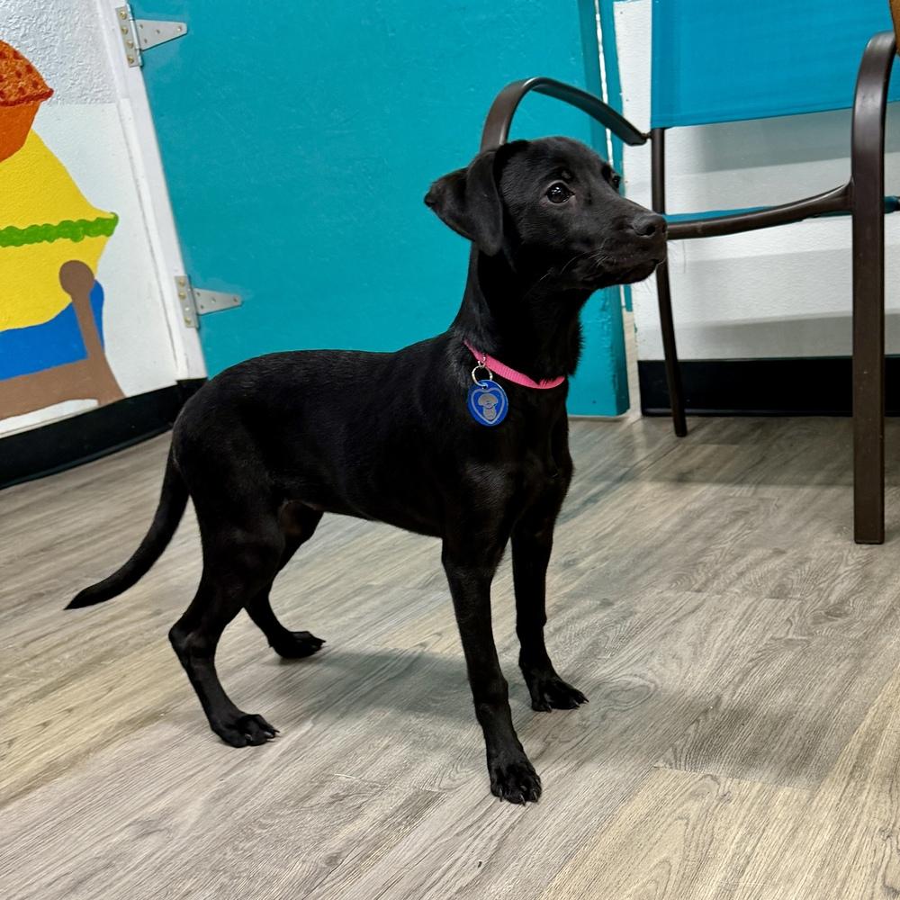 Enlarge Kiara, a Adoptable mixed breed in Hurricane, UT image 5/6