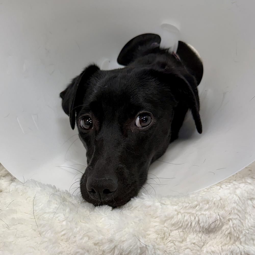 Enlarge Kiara, a Adoptable mixed breed in Hurricane, UT image 5/6