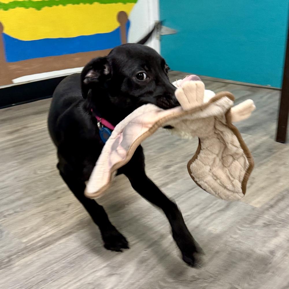 Enlarge Kiara, a Adoptable mixed breed in Hurricane, UT image 6/6